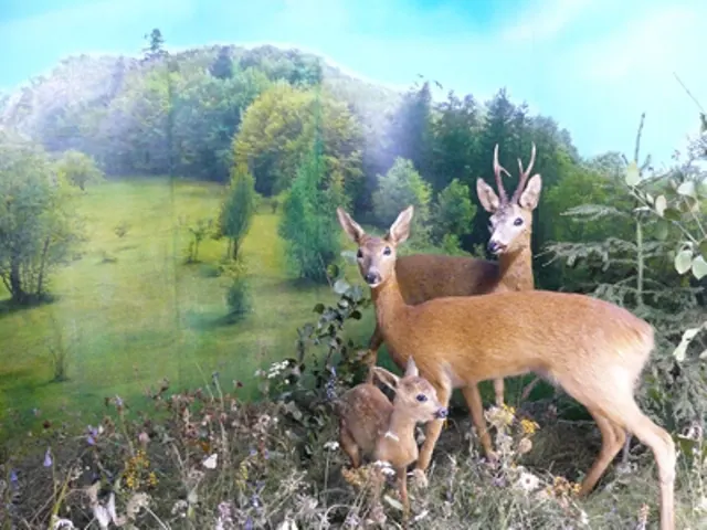 Photo 4 of 4, Natural Sciences Museum Piatra Neamț