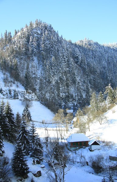 Winter Season in Cheile Sugaului