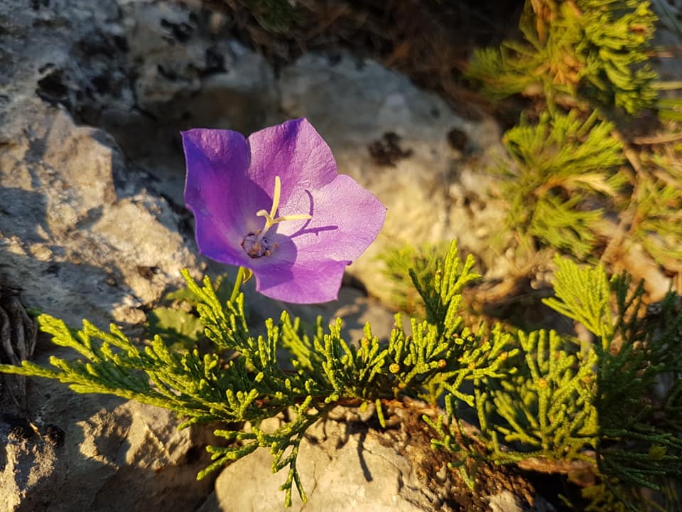 Via ferrata ASTRAGALUS, an exciting, one of a kind experience up in the sky in Neamț County! – fotografia 6
