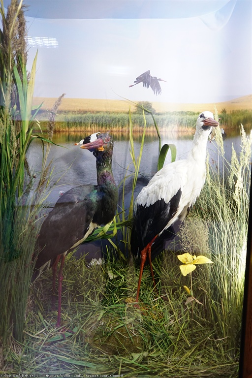 Nature Sciences Museum Roman – photo 14