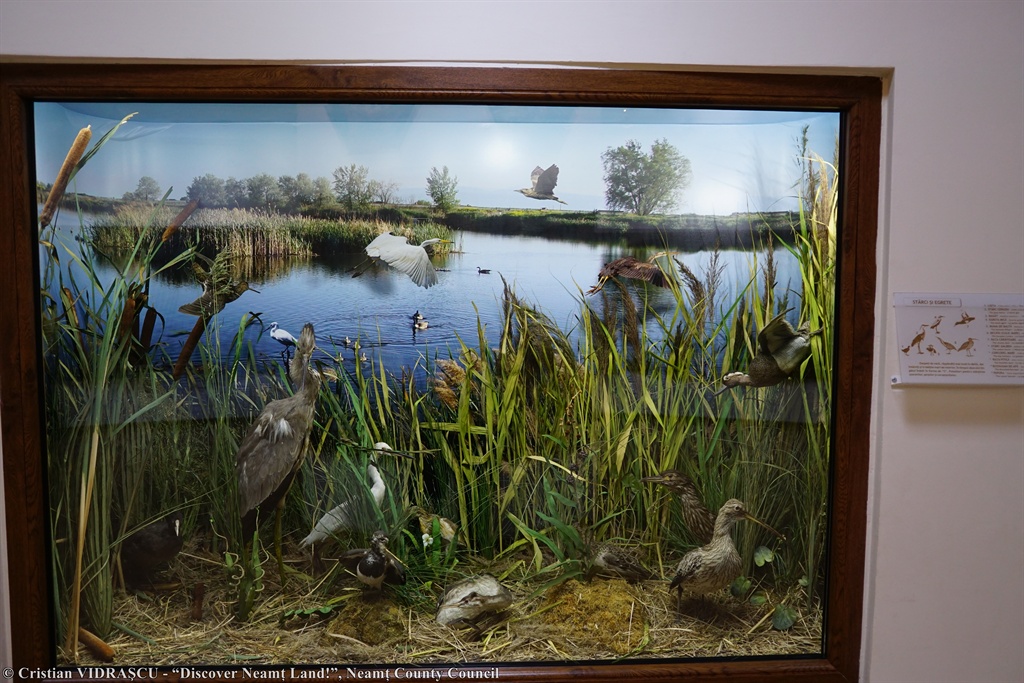 Nature Sciences Museum Roman – photo 5