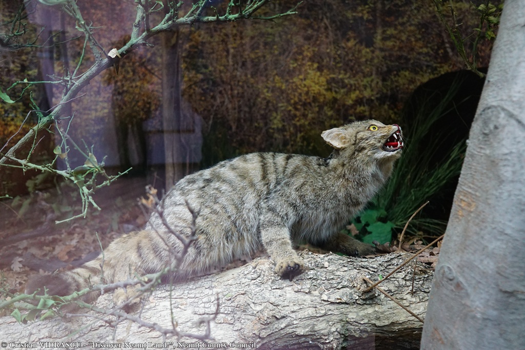 Nature Sciences Museum Roman – photo 1