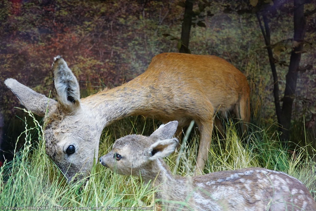 Nature Sciences Museum Roman – photo 3
