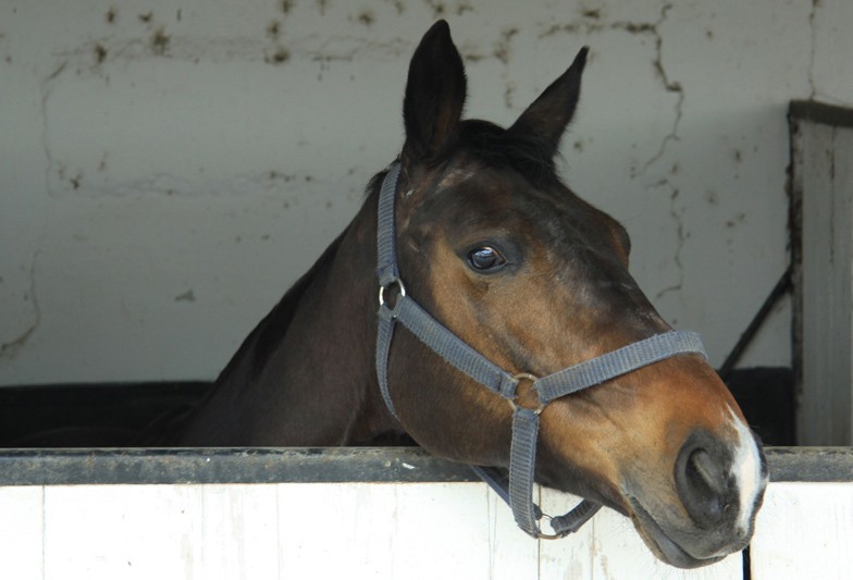 Equestrian Complex Piatra Neamt 2010