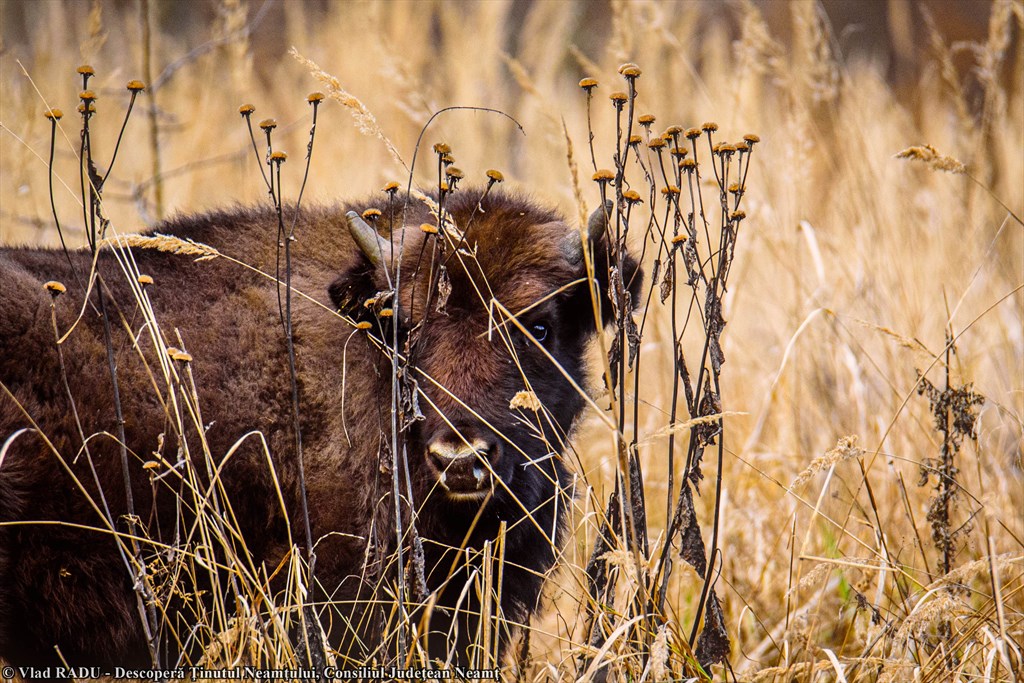 Bison Land in Neamț, once again included in Top 100 Sustainable Destinations in 2020 – fotografia 18