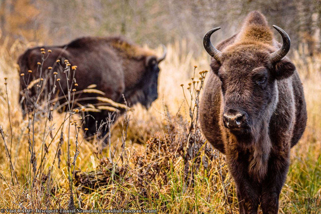 Bison Land in Neamț, once again included in Top 100 Sustainable Destinations in 2020 – fotografia 38