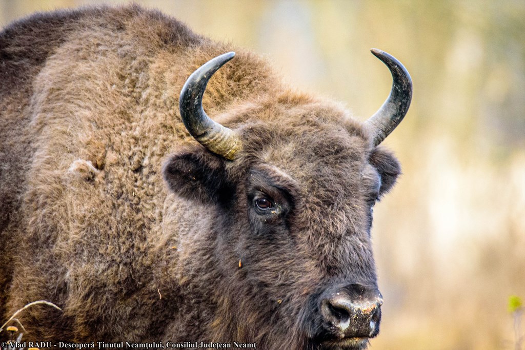 Bison Land in Neamț, once again included in Top 100 Sustainable Destinations in 2020 – fotografia 19