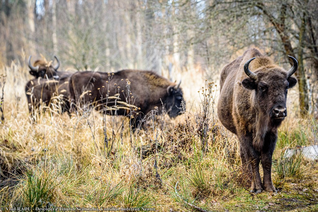 Bison Land in Neamț, once again included in Top 100 Sustainable Destinations in 2020 – fotografia 39
