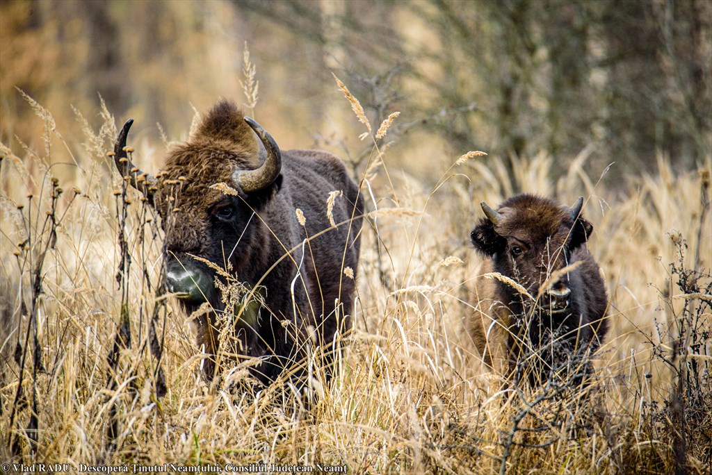 Bison Land in Neamț, once again included in Top 100 Sustainable Destinations in 2020 – fotografia 20