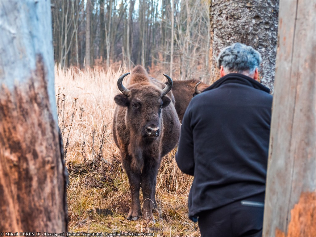 Bison Land in Neamț, once again included in Top 100 Sustainable Destinations in 2020 – fotografia 21