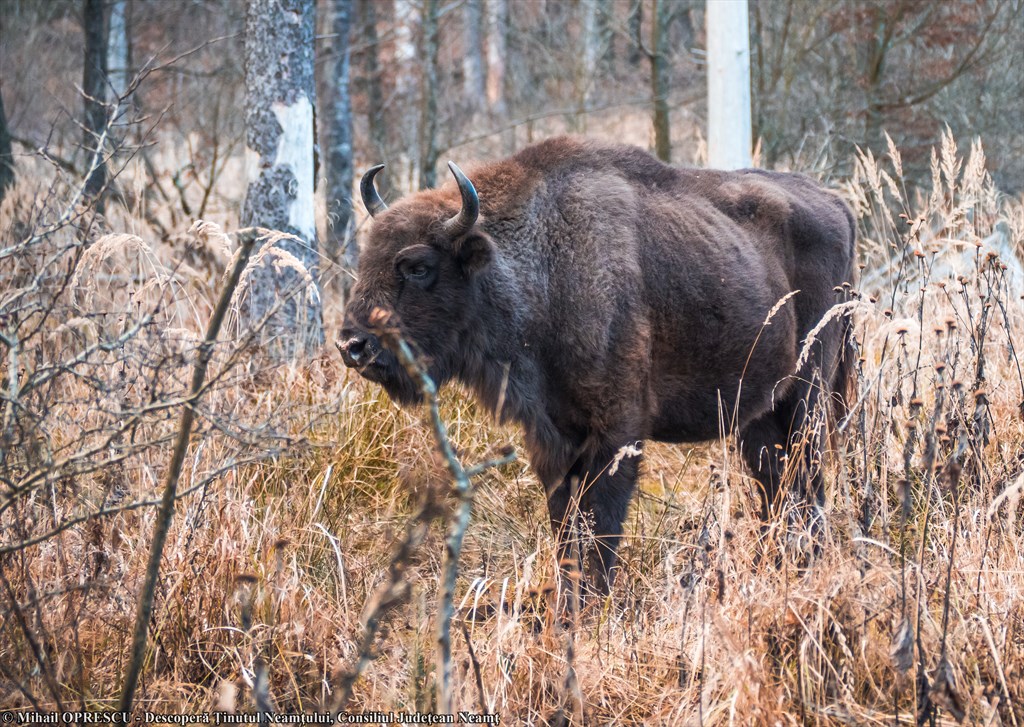 Bison Land in Neamț, once again included in Top 100 Sustainable Destinations in 2020 – fotografia 22