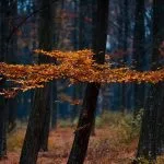 Fall in Neamț County, Part III – fotografia 49