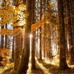 Fall in Neamț County, Part III – fotografia 51