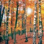 Fall in Neamț County, Part III – fotografia 4