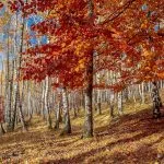 Fall in Neamț County, Part III – fotografia 1