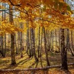 Fall in Neamț County, Part III – fotografia 3