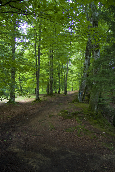Pilgrimages in Neamt County: from Sihastria Monastery to Sihla