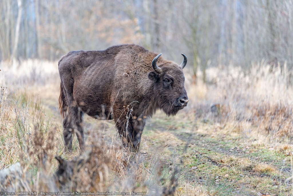 Ecotourism’s Development in Neamț County – fotografia 6