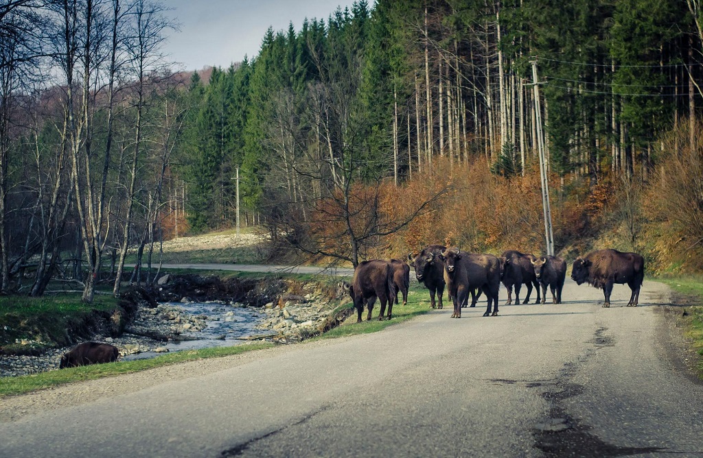 Ecotourism’s Development in Neamț County – fotografia 10