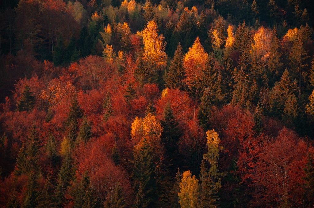 Autumn splendour in Bicaz Gorges and Bicăjel Valley – fotografia 15