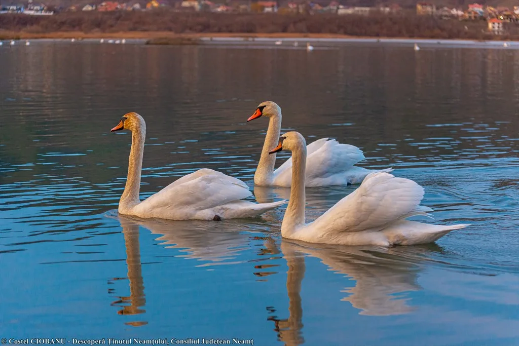 Come and enjoy 5 unforgettable days in Neamt County! – photo 44