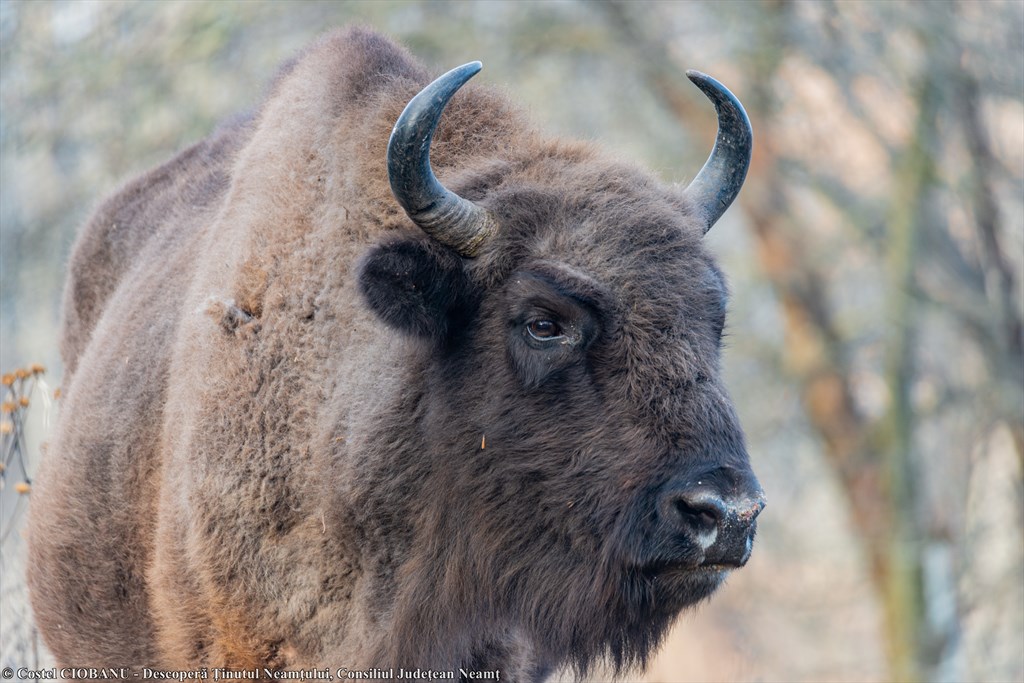Come and enjoy 5 unforgettable days in Neamt County! – photo 29