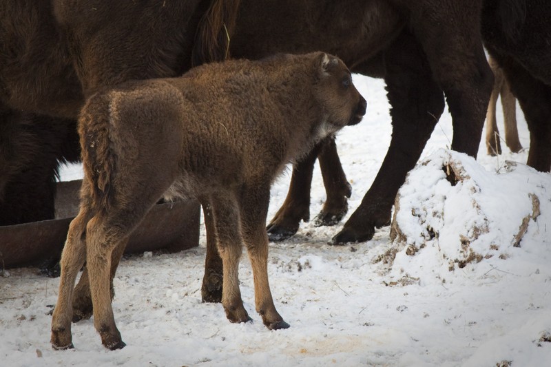 Bisons in Neamt County