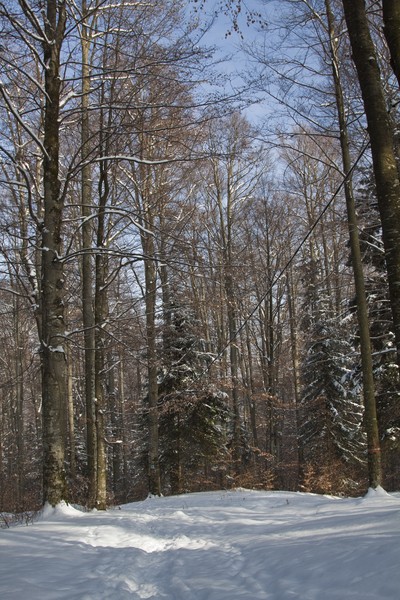 Daniil Sihastrul Hermitage