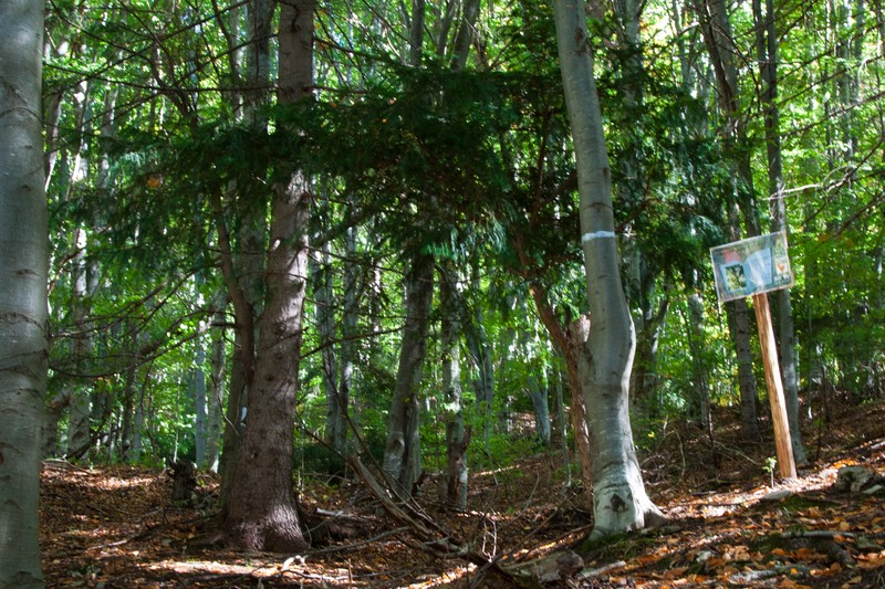 The yew reservation from Pangarati