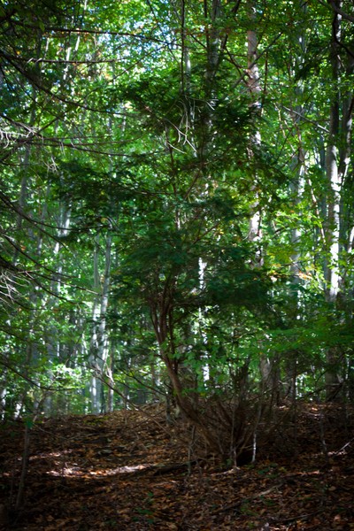 The yew reservation from Pangarati