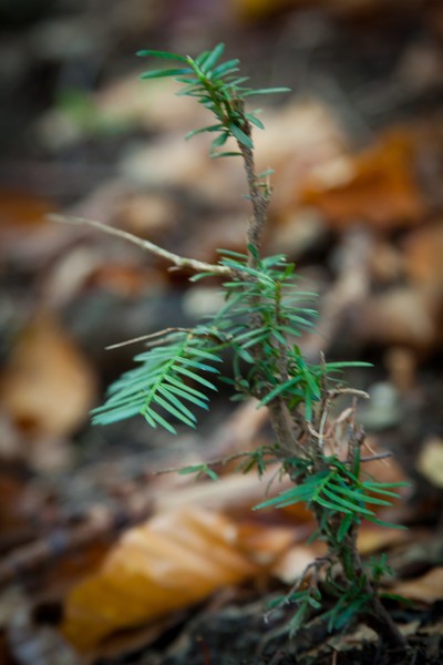 The yew reservation from Pangarati