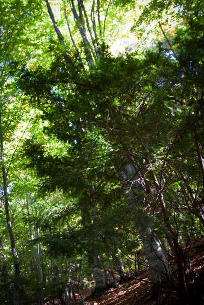 The yew reservation from Pangarati