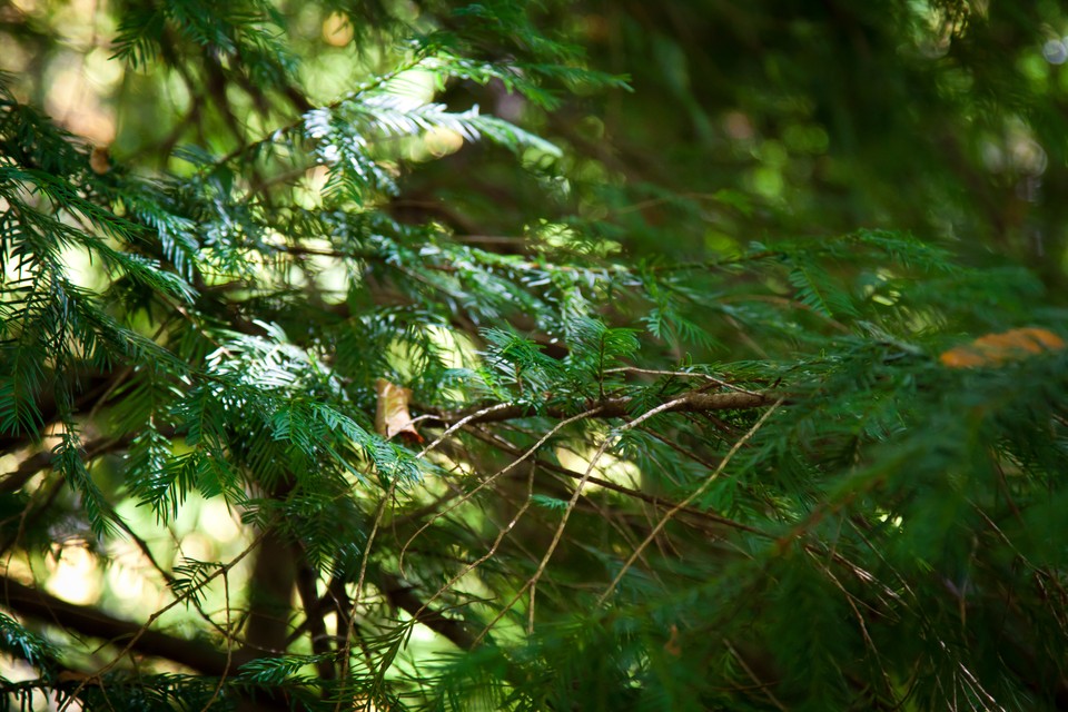 The yew reservation from Pangarati