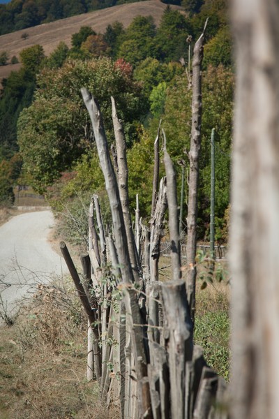 The road from Cracaul Negru to Cuejdel Lake