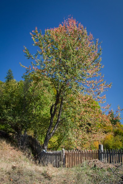 The road from Cracaul Negru to Cuejdel Lake