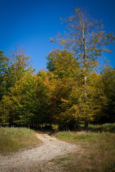 The road from Cracaul Negru to Cuejdel Lake