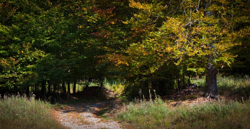The road from Cracaul Negru to Cuejdel Lake