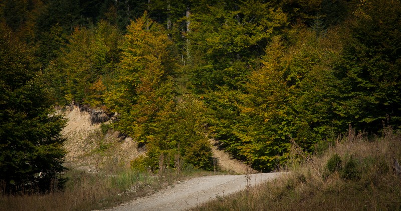 The road from Cracaul Negru to Cuejdel Lake