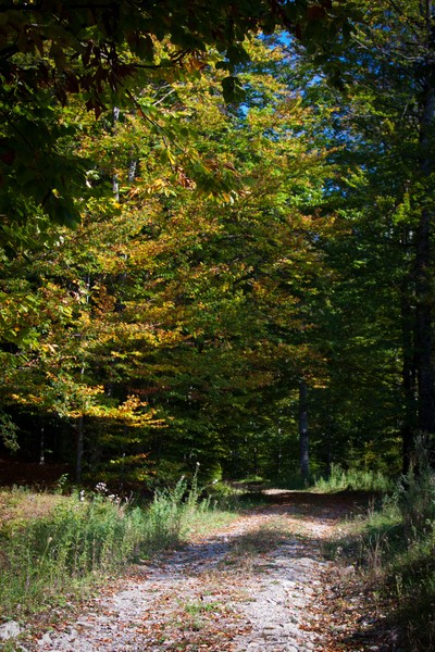 The road from Cracaul Negru to Cuejdel Lake