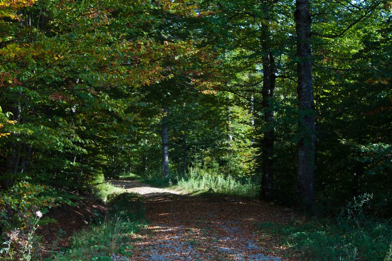 The road from Cracaul Negru to Cuejdel Lake