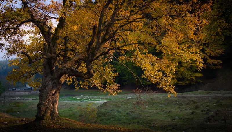 Autumn toward Agapia 2011