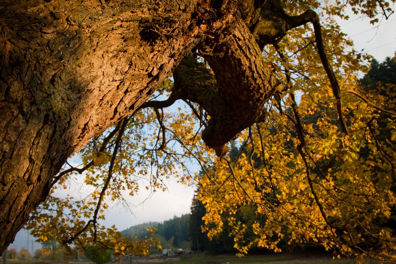 Autumn toward Agapia 2011
