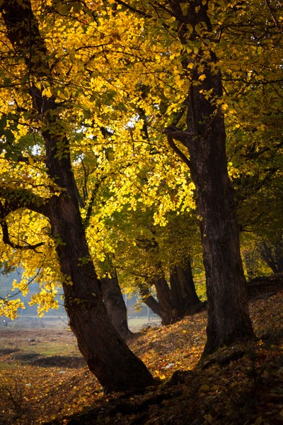 Autumn toward Agapia 2011