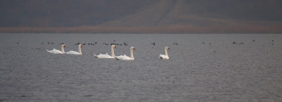 Swans Pangarati lake 2011