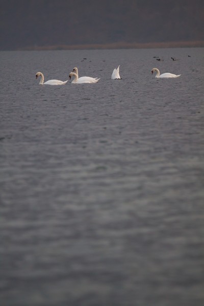Swans Pangarati lake 2011