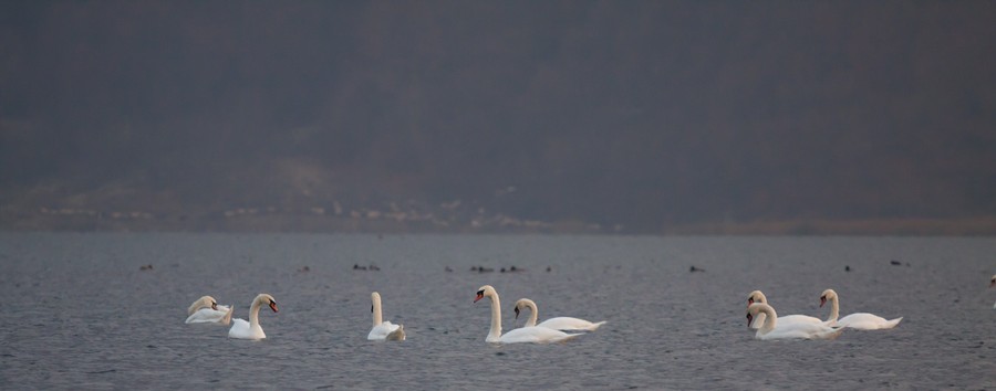 Swans Pangarati lake 2011