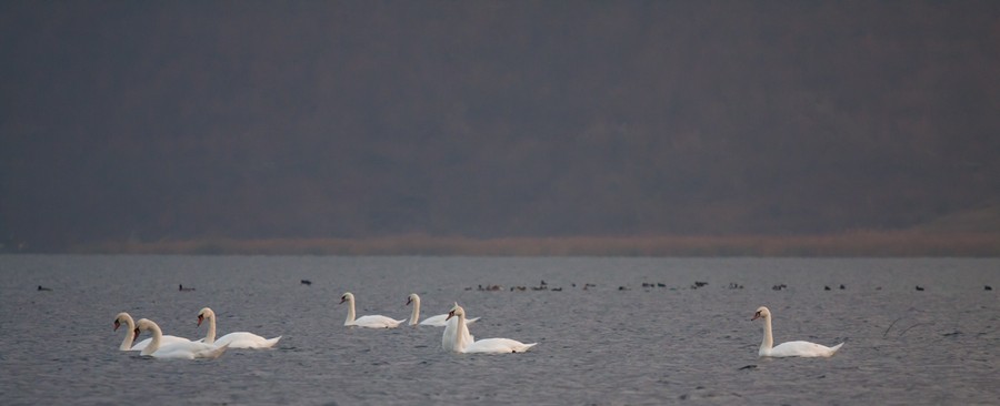 Swans Pangarati lake 2011