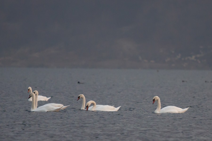 Swans Pangarati lake 2011