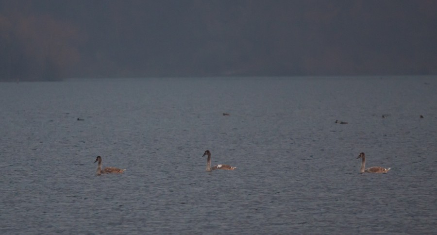 Swans Pangarati lake 2011