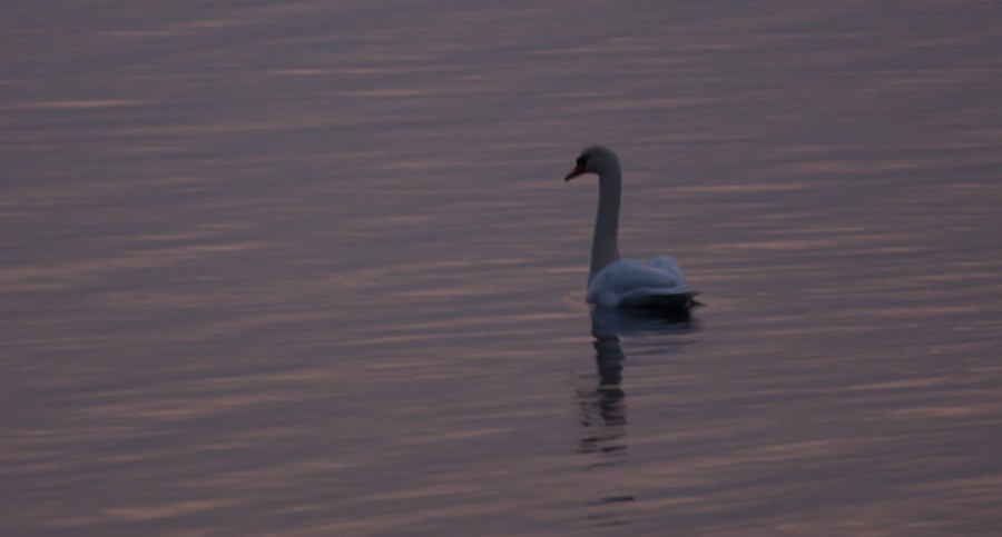 Swans Pangarati lake 2011